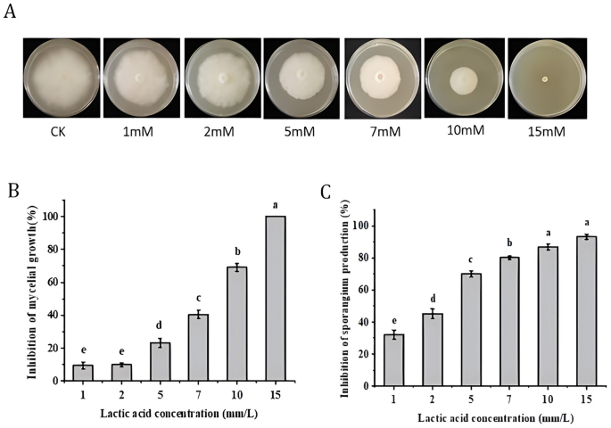 Lactic acid induced defense responses in tobacco against Phytophthora  nicotianae