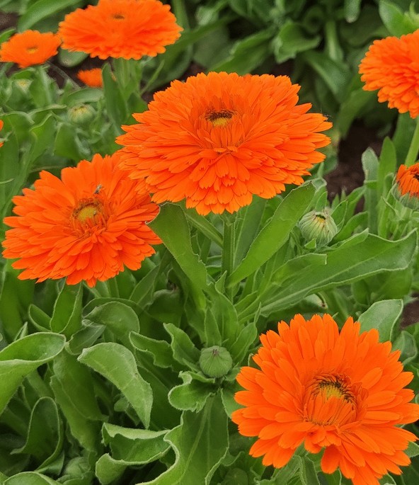 Chloroplast genome analysis and evolutionary insights in the versatile medicinal plant calendula officinalis l.