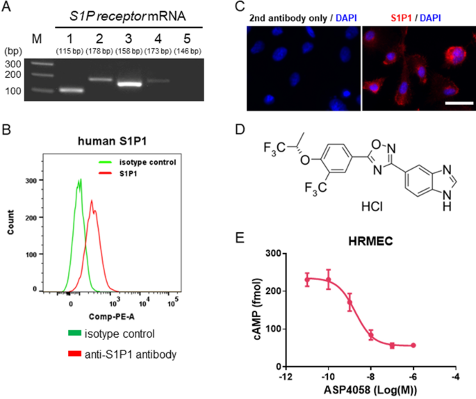 Sphingosine-1-phosphate receptor 1/5 selective agonist alleviates ocular vascular pathologies