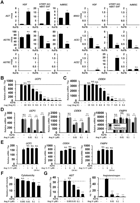 Angiotensin ii participates in mitochondrial thermogenic functions via the activation of glycolysis in chemically induced human brown adipocytes
