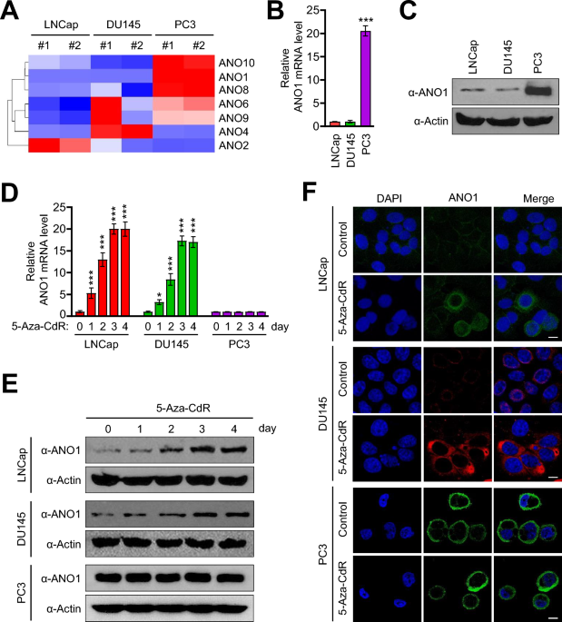 Promoter Hypermethylation As A Novel Regulator Of Ano1 Expression And 