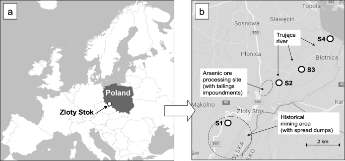 Arsenic uptake by Agrostis capillaris, as related to its genotypic  diversity in the area of historical ore mining and processing