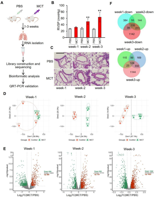 Transcriptomic profiling highlights cell proliferation in the ...
