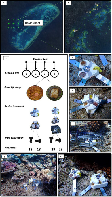 Coral-seeding devices with fish-exclusion features reduce mortality on the  Great Barrier Reef | Scientific Reports
