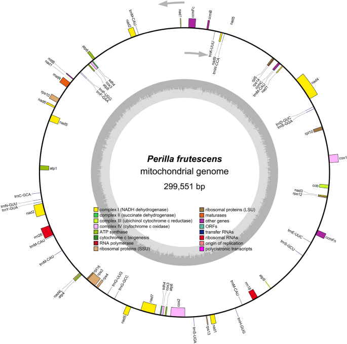 Insights Into Structure, Codon Usage, Repeats, And Rna Editing Of The 