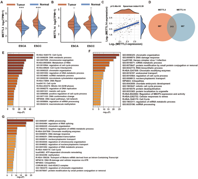 Unraveling the independent role of METTL3 in m6A modification and tumor progression in esophageal squamous cell carcinoma