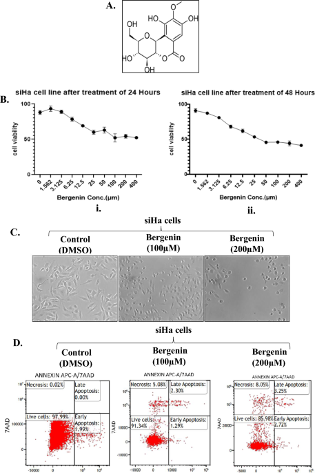 Bergenin inhibits growth of human cervical cancer cells by decreasing ...