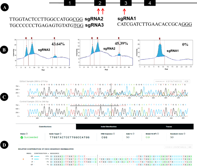 CRISPR-mediated editing of β-lactoglobulin (BLG) gene in buffalo