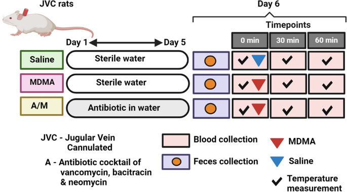Bile acids and the gut microbiome are involved in the hyperthermia mediated  by 3,4-methylenedioxymethamphetamine (MDMA)