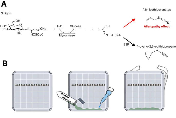 Turning glucosinolate into allelopathic fate: investigating allyl isothiocyanate variability and nitrile formation in eco-friendly brassica juncea from south korea