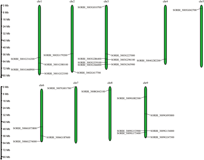 Genome-wide identification of the sorghum OVATE gene family and revelation of its expression characteristics in sorghum seeds and leaves