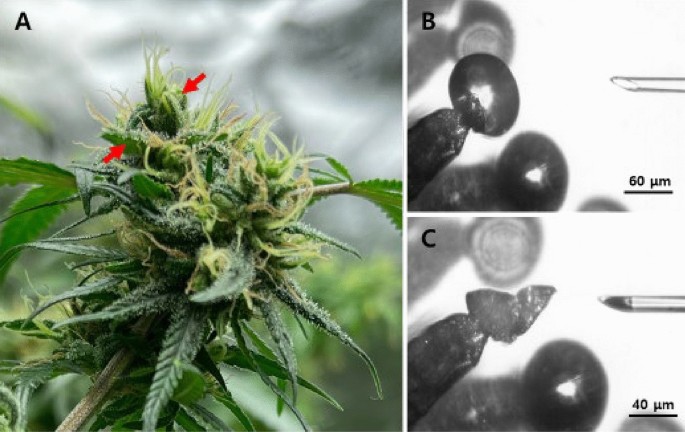 Comparison of decarboxylation rates of acidic cannabinoids between 