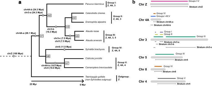 The rate of W chromosome degeneration across multiple avian neo  