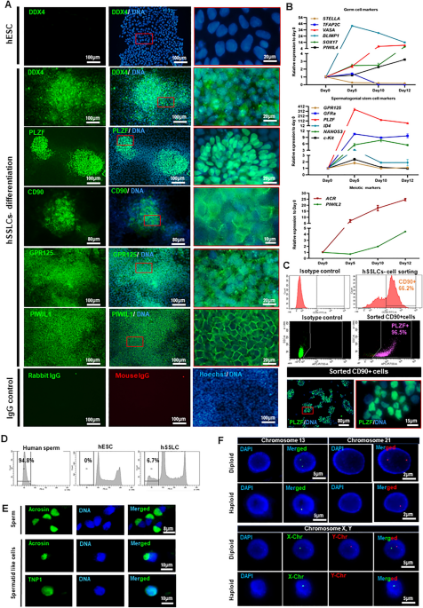 The dynamic expression of YAP is essential for the development of male germ cells derived from human embryonic stem cells