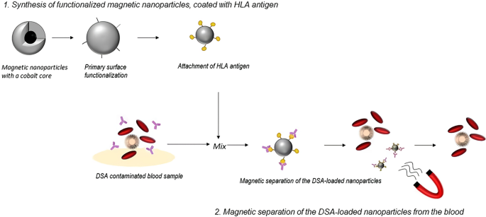Functionalized magnetic nanoparticles remove donor-specific antibodies ...