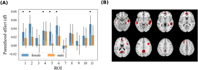 Enduring maternal brain changes and their role in mediating motherhood ...
