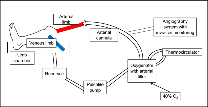 A novel translational model of atherosclerosis, the ex vivo pump-perfused amputated human limb model