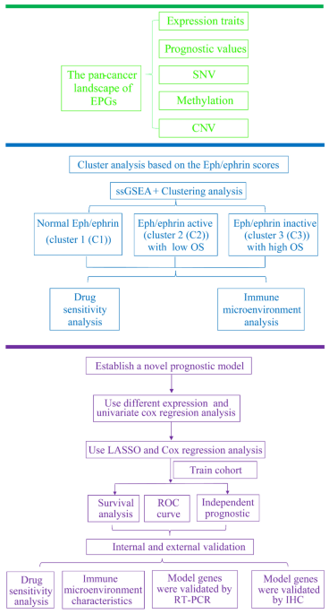 Prognostic and therapeutic value of the eph/ephrin signaling pathway in pancreatic cancer explored based on bioinformatics
