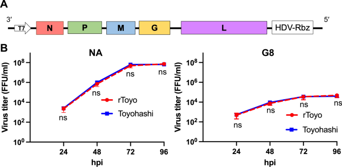Reverse genetic approaches allowing the characterization of the rabies ...