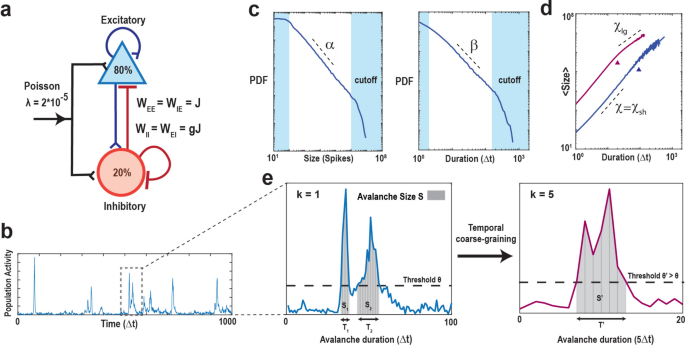 The recovery of parabolic avalanches in spatially subsampled neuronal ...