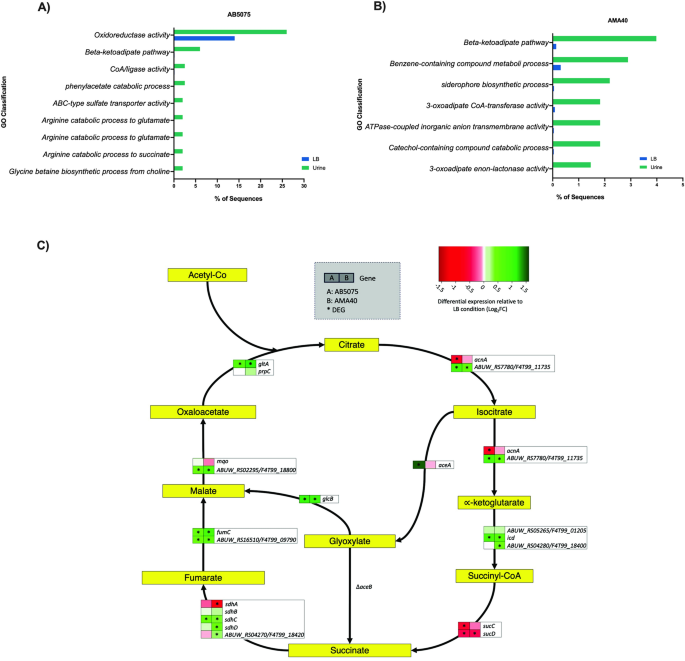 Carbapenem-resistant acinetobacter baumannii (crab): metabolic adaptation and transcriptional response to human urine (hu)