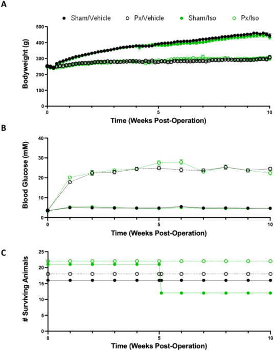 Beta-adrenergic agonism protects mitochondrial metabolism in the pancreatectomised rat heart
