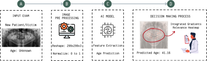 Estimation of human age using machine learning on panoramic radiographs ...