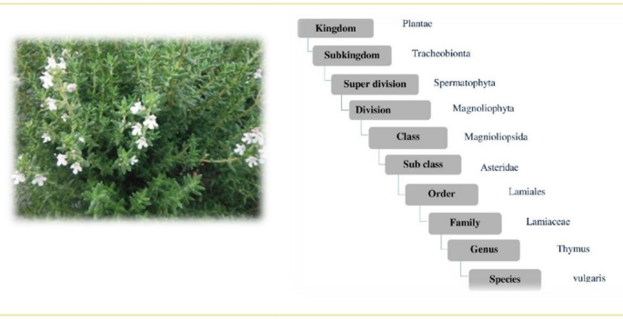 Isolation, characterization and antimicrobial activity study of 