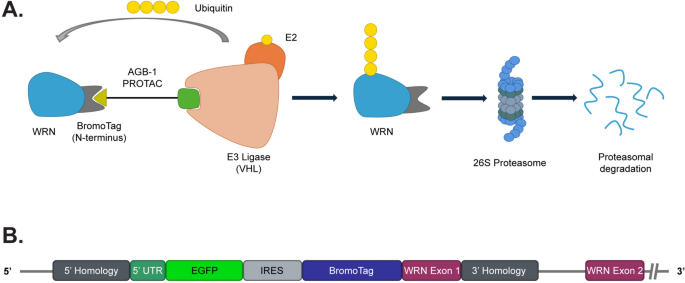 PROTAC-mediated conditional degradation of the WRN helicase as a ...