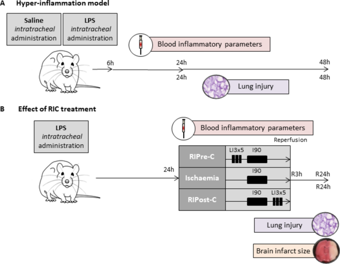 Effectiveness of remote ischaemic conditioning is not affected by hyper-inflammation in a rat model of stroke