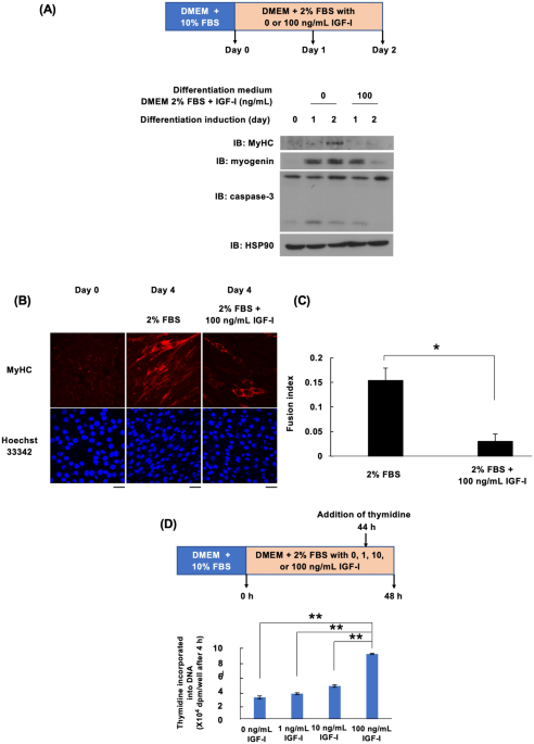 cjc peptide ipamorelin combo of Ipamorelin 5mg & CJC-1295 (w/o DAC) 5mg cjc peptide ipamorelin combo of Ipamorelin 5mg & CJC-1295 (w/o DAC) 5mg