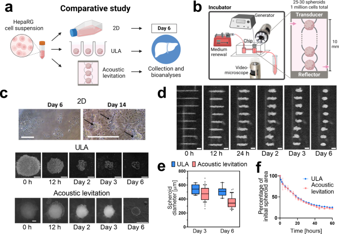 Improved functionality of hepatic spheroids cultured in acoustic ...