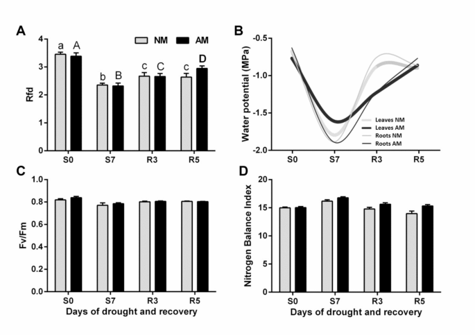 Tissue-specific accumulation of PIP aquaporins of a particular heteromeric composition is part of the maize response to mycorrhiza and drought