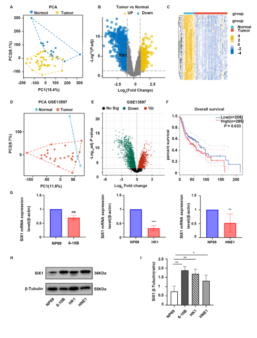 Implications of ITCH-mediated ubiquitination of SIX1 on CDC27-cyclinB1 ...