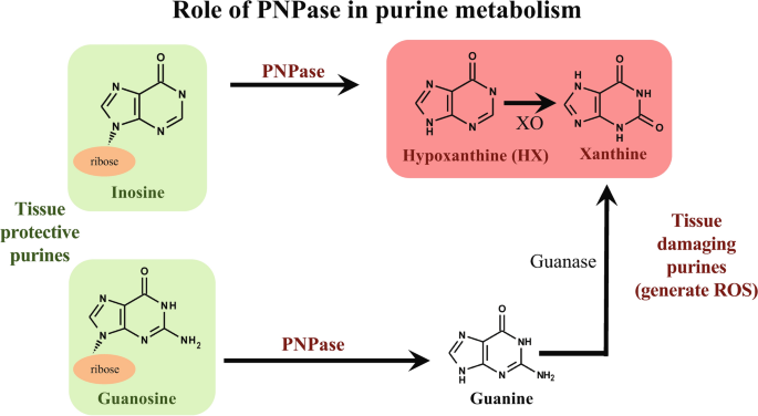 Purine nucleoside phosphorylase as a target for the treatment of 