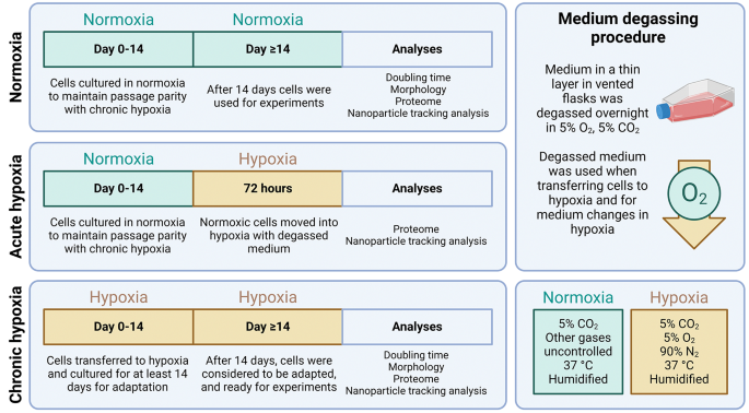 Chronic hypoxia for the adaptation of extracellular vesicle phenotype ...