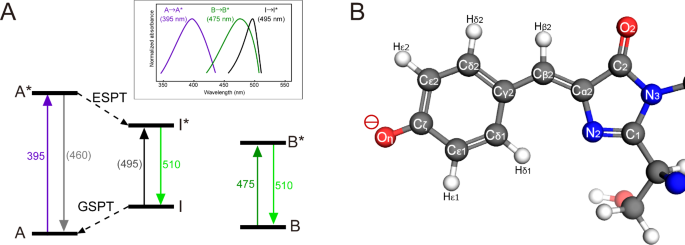 Gfp Model Structural characterization of green fluorescent protein in the I-state ...