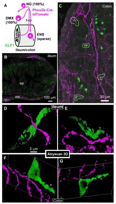 glp 1 plexus Limited evidence for anatomical contacts between intestinal GLP-1 cells and  vagal neurons in male mice
