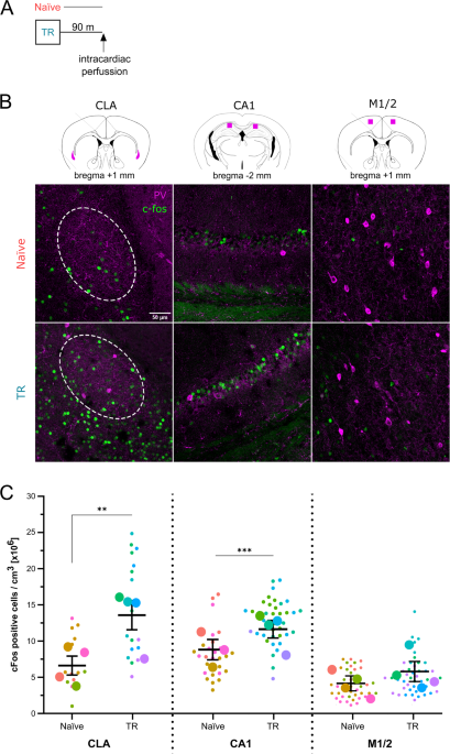 The role of the claustrum in the acquisition, consolidation and ...
