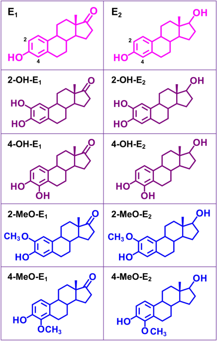 glutathione catechol estrogens Total Estrogen Load: Why Just Measuring Estradiol Isn't Enough Estrogen Exposure, Metabolism, and Enzyme