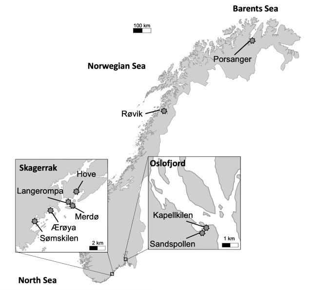 Carbon stocks in Norwegian eelgrass meadows across environmental