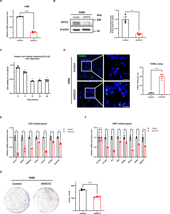 GCC2 promotes non-small cell lung cancer progression by maintaining ...