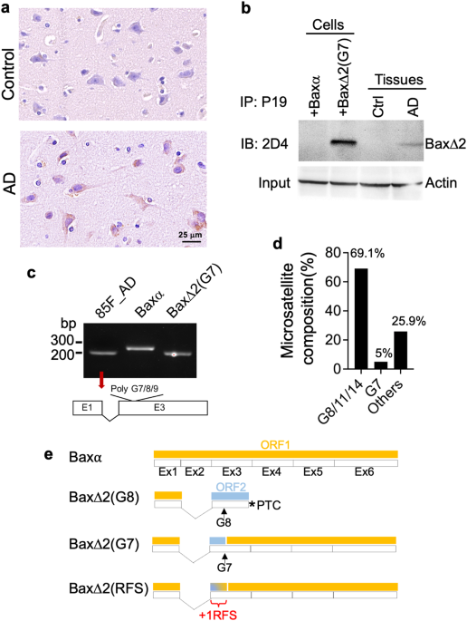 Alternative production of pro-death bax∆2 protein via ribosomal frameshift in alzheimer’s disease