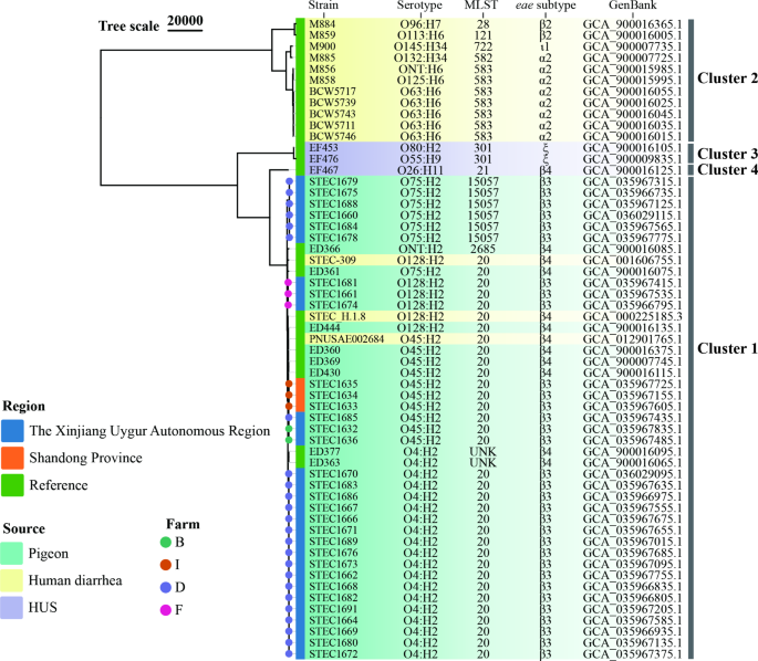 Characterization of Escherichia coli strains producing Shiga Toxin 2f ...