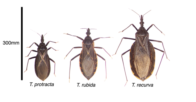 Using iNaturalist presence data to produce suitability maps for ...