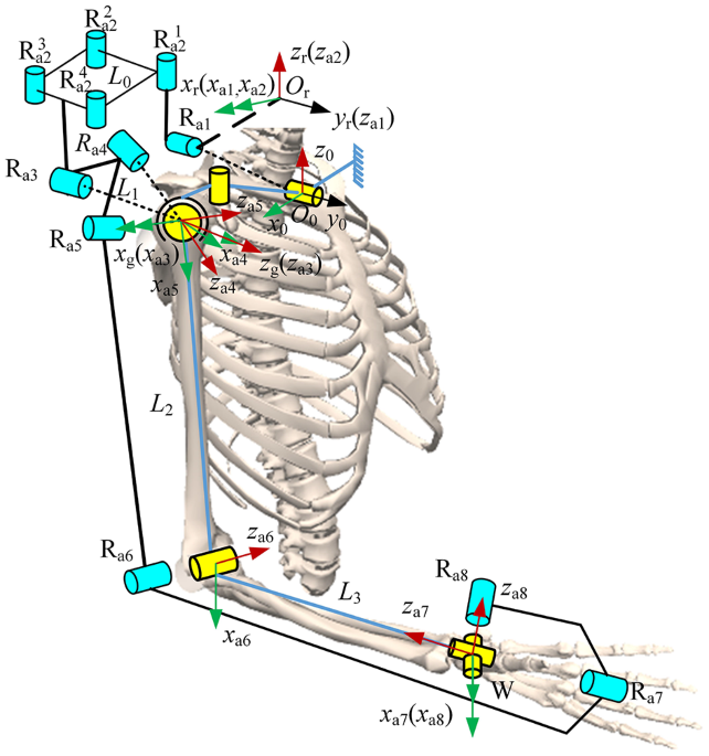 Upper limb exoskeleton rehabilitation robot inverse kinematics modeling and solution method based on multi-objective optimization | Scientific Reports upper-limb-exoskeleton-rehabilitation-robot-inverse-kinematics-modeling-and-solution-method-based-on-multi-objective-optimization-scientific-reports