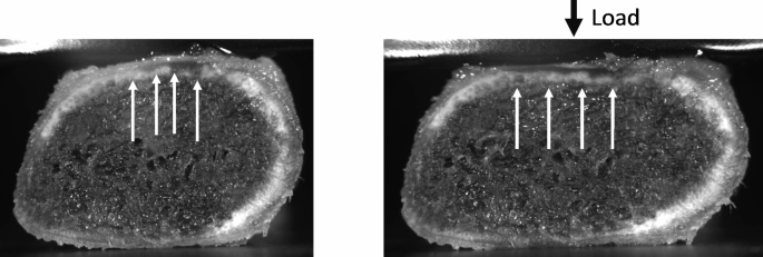 Factual observations of dynamic bone crushing | Scientific Reports