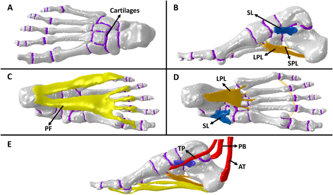 A single computational model to simulate the three foot-rocker ...