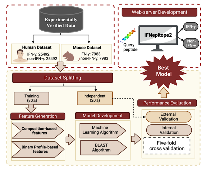 A hybrid method for discovering interferon-gamma inducing peptides in human and mouse