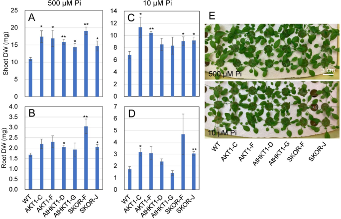 Vascular bundle cell-specific expression of a phosphate 